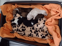 Βύρωνας: Ασυνείδητος εγκατέλειψε νεογέννητα κουταβάκια, έκκληση για πληροφορίες