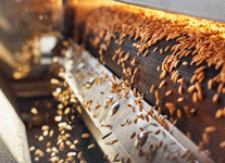 Στο προσκήνιο ξανά η επισιτιστική κρίση: Τι σημαίνει η κατάρρευση της συμφωνίας για τα σιτηρά