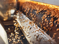 Στο προσκήνιο ξανά η επισιτιστική κρίση: Τι σημαίνει η κατάρρευση της συμφωνίας για τα σιτηρά