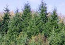 Αρ. Παρέμβαση: Ανακοίνωση για τα Δάση και το φυσικό περιβάλλον