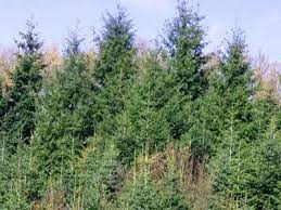 Αρ. Παρέμβαση: Ανακοίνωση για τα Δάση και το φυσικό περιβάλλον