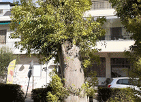 Έλα μωρέ, θα «πετάξει»