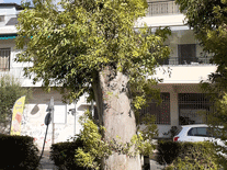 Έλα μωρέ, θα «πετάξει»