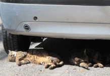 Χτύπησες γάτα ή σκύλο με το αυτοκίνητο; Αυτό είναι το πρόστιμο που σε περιμένει