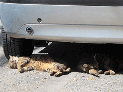 Χτύπησες γάτα ή σκύλο με το αυτοκίνητο; Αυτό είναι το πρόστιμο που σε περιμένει