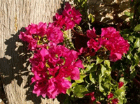 Ἡ Ἑορτὴ τοῦ Πάσχα-Ἱστορικές, θεολογικὲς καὶ λειτουργικὲς ἐπισημάνσεις