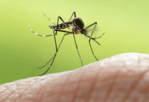 ΕΟΔΥ: Το πρώτο κρούσμα ιού του Δυτικού Νείλου για φέτος στην Ελλάδα