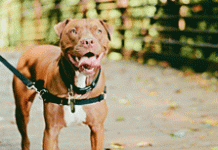 Βύρωνας: Πίτμπουλ κατασπάραξαν 60χρονη