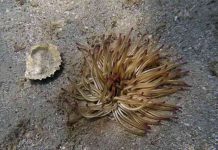 Θαλάσσια ανεμώνη: Προσοχή στα τσιμπήματα για όσους πάσχουν από αλλεργίες