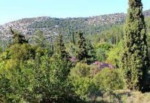 ΑΡ.ΠΑ: Μικρής έκτασης φωτιά στο δάσος στον Κουταλά επισημαίνει την ανάγκη έντασης της δασοπροστασίας