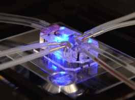 Ένα 3D εκτυπωμένο μικροτσιπ που δείχνει την αντίδραση του σώματος στα φάρμακα θα μπορούσε να θέσει τέρμα στις δοκιμές σε ζώα