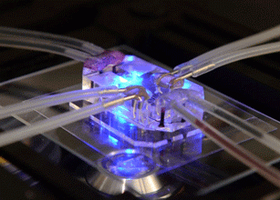 Ένα 3D εκτυπωμένο μικροτσιπ που δείχνει την αντίδραση του σώματος στα φάρμακα θα μπορούσε να θέσει τέρμα στις δοκιμές σε ζώα