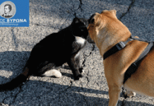 Μαζικές στειρώσεις αδέσποτων μέχρι το τέλος Φεβρουαρίου από το Δήμο Βύρωνα