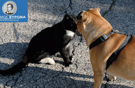 Μαζικές στειρώσεις αδέσποτων μέχρι το τέλος Φεβρουαρίου από το Δήμο Βύρωνα