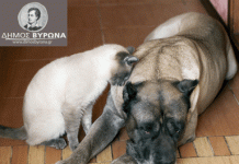 Υποχρεωτική πλέον η στείρωση των ζώων συντροφιάς