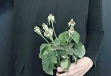 αποδιοπομπαίος τράγος. Της Στέλλας Μηχανετζή