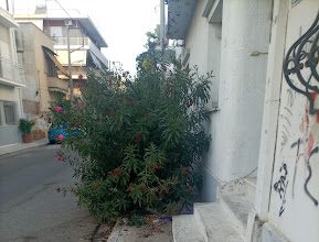 Πότε θα πάψει ο δήμος Βύρωνα να είναι ξέφραγο αμπέλι!;