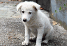 4/3 : Παγκόσμια Ημέρα Αδέσποτων Ζώων & Πανελλήνια Σχολική Ημέρα Φιλοζωίας. ΔΗΛΩΣΗ ΔΗΜΑΡΧΟΥ ΚΑΙΣΑΡΙΑΝΗΣ