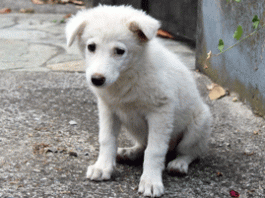 4/3 : Παγκόσμια Ημέρα Αδέσποτων Ζώων & Πανελλήνια Σχολική Ημέρα Φιλοζωίας. ΔΗΛΩΣΗ ΔΗΜΑΡΧΟΥ ΚΑΙΣΑΡΙΑΝΗΣ