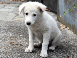 4/3 : Παγκόσμια Ημέρα Αδέσποτων Ζώων & Πανελλήνια Σχολική Ημέρα Φιλοζωίας. ΔΗΛΩΣΗ ΔΗΜΑΡΧΟΥ ΚΑΙΣΑΡΙΑΝΗΣ