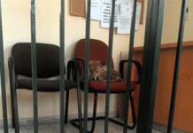 Αλεπού στα γραφεία υπηρεσίας του Δήμου Βύρωνα