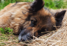 Έγκλημα στο Βύρωνα