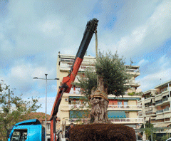 Καισαριανή: ΔΕΝΤΡΟΦΥΤΕΥΣΗ ΣΤΗΝ ΠΛΑΤΕΙΑ ΠΑΝΑΓΙΩΤΗ ΜΑΚΡΗ