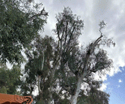 Κλαδοκαθαρισμοί στο Σκοπευτήριο και σε άλλα σημεία του Δήμου