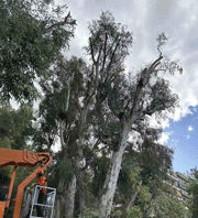 Κλαδοκαθαρισμοί στο Σκοπευτήριο και σε άλλα σημεία του Δήμου