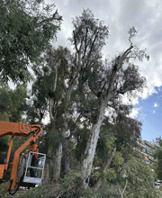 Κλαδοκαθαρισμοί στο Σκοπευτήριο και σε άλλα σημεία του Δήμου