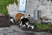 ΥΠΕΣ: 5 εκατ. ευρώ στους δήμους για υλοποίηση δράσεων διαχείρισης αδέσποτων ζώων συντροφιάς (πίνακας)