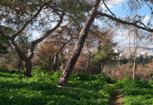 Σήμα κινδύνου για το δάσος της Καισαριανής