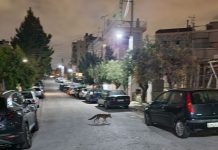 Viral: Δύο αλεπούδες βγήκαν για βόλτα στο Παγκράτι!