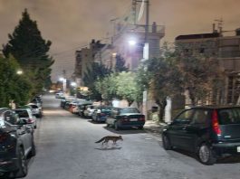 Viral: Δύο αλεπούδες βγήκαν για βόλτα στο Παγκράτι!