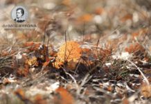 Δήμος Βύρωνα: Παράταση προθεσμίας καθαρισμού οικοπέδων