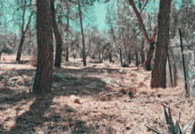 Καισαριανή: Αντιπυρική ζώνη στον Βλητικό Σταθμό