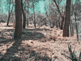 Καισαριανή: Αντιπυρική ζώνη στον Βλητικό Σταθμό