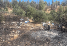 Φωτιά στον Υμηττό: Από κάπνισμα μελισσών η πυρκαγιά – Πρόστιμο και στον Πρύτανη του ΕΚΠΑ
