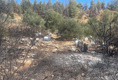 Φωτιά στον Υμηττό: Από κάπνισμα μελισσών η πυρκαγιά – Πρόστιμο και στον Πρύτανη του ΕΚΠΑ