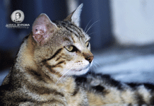 Ευχαριστήρια από την Πανελλήνια Ομοσπονδία “Νέμεσις” για την δωρεά 150 εμβολίων για γάτες από τον Δήμο Βύρωνα