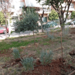 Ενίσχυση του πρασίνου στο Πάρκο Καραολή& Δημητρίου με 150 νέες φυτεύσεις