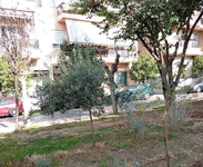 Ενίσχυση του πρασίνου στο Πάρκο Καραολή& Δημητρίου με 150 νέες φυτεύσεις