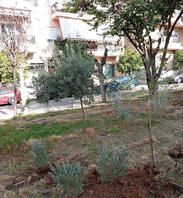 Ενίσχυση του πρασίνου στο Πάρκο Καραολή& Δημητρίου με 150 νέες φυτεύσεις