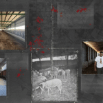 🔎 Η Ελλάδα αρνήθηκε το εμβόλιο της ΕΕ – Η ευλογιά εξαπλώνεται.– SOLOMON