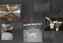 🔎 Η Ελλάδα αρνήθηκε το εμβόλιο της ΕΕ – Η ευλογιά εξαπλώνεται.– SOLOMON