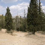 Εκτεταμένες κοπές δέντρων στο δάσος του Υμηττού