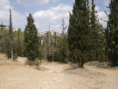 Εκτεταμένες κοπές δέντρων στο δάσος του Υμηττού