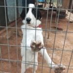 ΒΥΡΩΝΑΣ: Κάτι δεν πάει καλά με τα αδέσποτα ζώα συντροφιάς του δήμου Βύρωνα