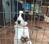 ΒΥΡΩΝΑΣ: Κάτι δεν πάει καλά με τα αδέσποτα ζώα συντροφιάς του δήμου Βύρωνα