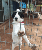 ΒΥΡΩΝΑΣ: Κάτι δεν πάει καλά με τα αδέσποτα ζώα συντροφιάς του δήμου Βύρωνα